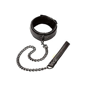 Boundless Collar and Leash